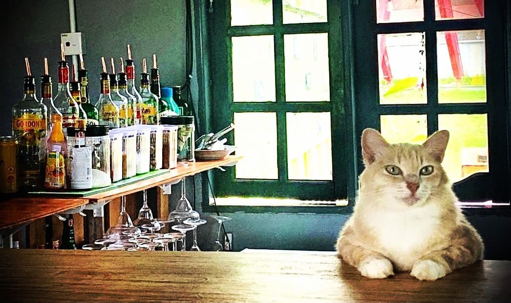 The resident cat holding down the back bar